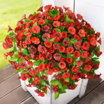 Perfect home garden decoration🌺hanging morning glory🌺✨ - Mozmade